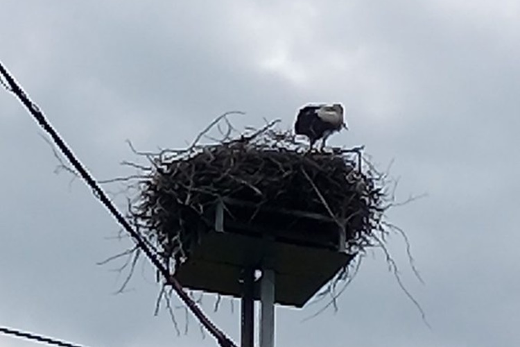 Munja udarila u gnijezdo roda! Ostala je mama roda sama s četiri ptića