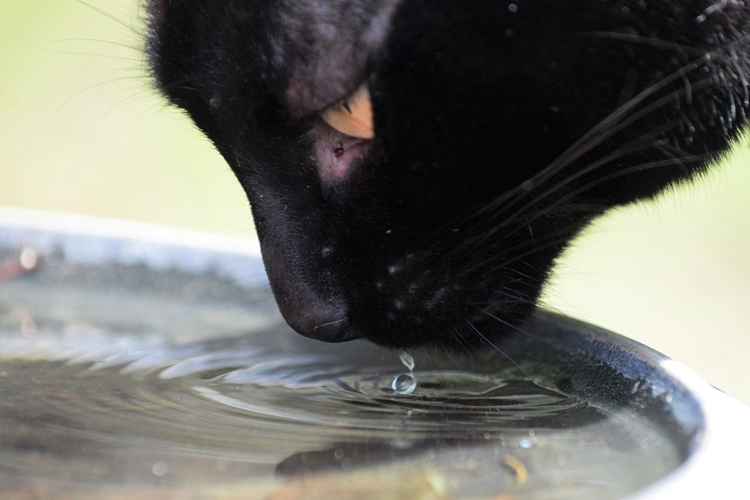 PROGNOZA Još ništa od popuštanja vrućine, temperatura danas do 35 Celzijevih stupnjeva