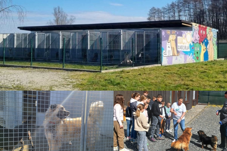 Sklonište Luč Zagorje suočeno problemom s ne čipiranim i ne kastriranim životinja: „Od 10 pasa koji su kupljeni ili dobiveni ako ih  pet bude čipirano, to je velika stvar!”