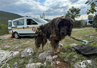 HGSS-ovci opet spašavaju! Spasili su šarplaninca Jakova!