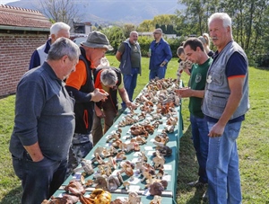 Na 9. međunarodnu gljivarijadu u Ivanec stiglo više od 150 gljivara iz Hrvatske, Slovenije i Srbije