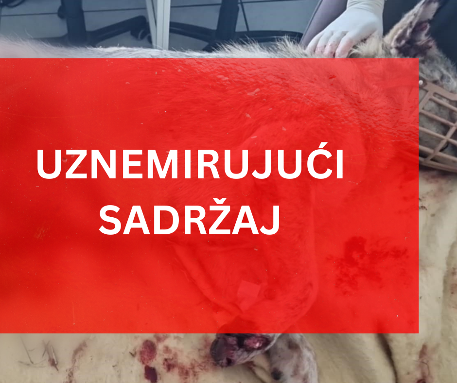 Kujicu skoro prepolovio kombajnom, psi prepušteni sami sebi, sklonište zahtijeva hitan sastanak i stroge sankcije!