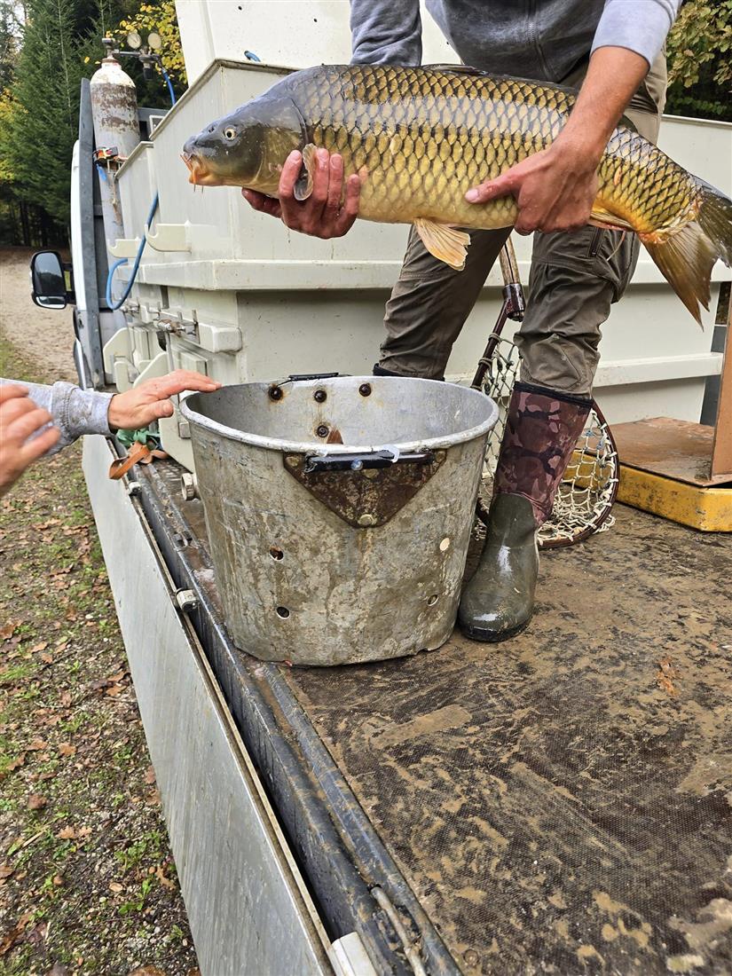 POPRIMA STARI SJAJ: Započelo poribljavanje Trakošćanskog jezera s 270 kilograma šarana