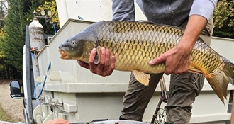 POPRIMA STARI SJAJ: Započelo poribljavanje Trakošćanskog jezera s 270 kilograma šarana