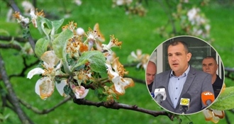 Zbog štete u međimurskim voćnjacima, župan Posavec proglasio prirodnu nepogodu od mraza