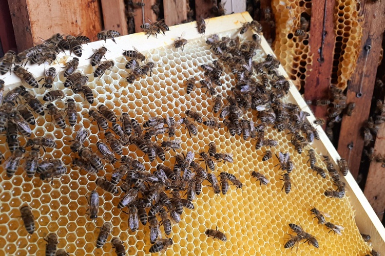 JU Zagorje zeleno: Tako malene, a tako važne - pčele