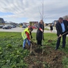 Odobrena sredstva za nove sadnice velelisne lipe – posadit će se u Stepinčevoj ulici u Lepoglavi