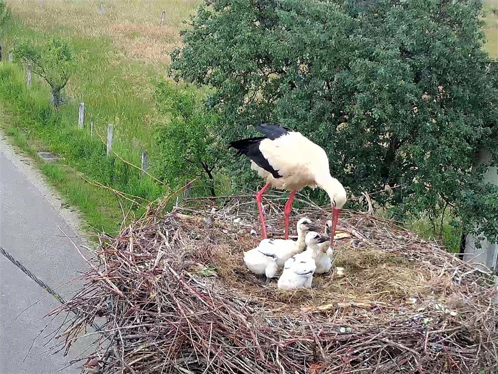 Biraju se imena mladih roda u Zagrebačkoj županiji – predložite ime, možda će baš vaše biti upisano u život jedne rode!