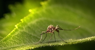 OVO ŽELITE ZNATI Objavljujemo rat krvopijama – evo kako se što lakše riješiti komaraca