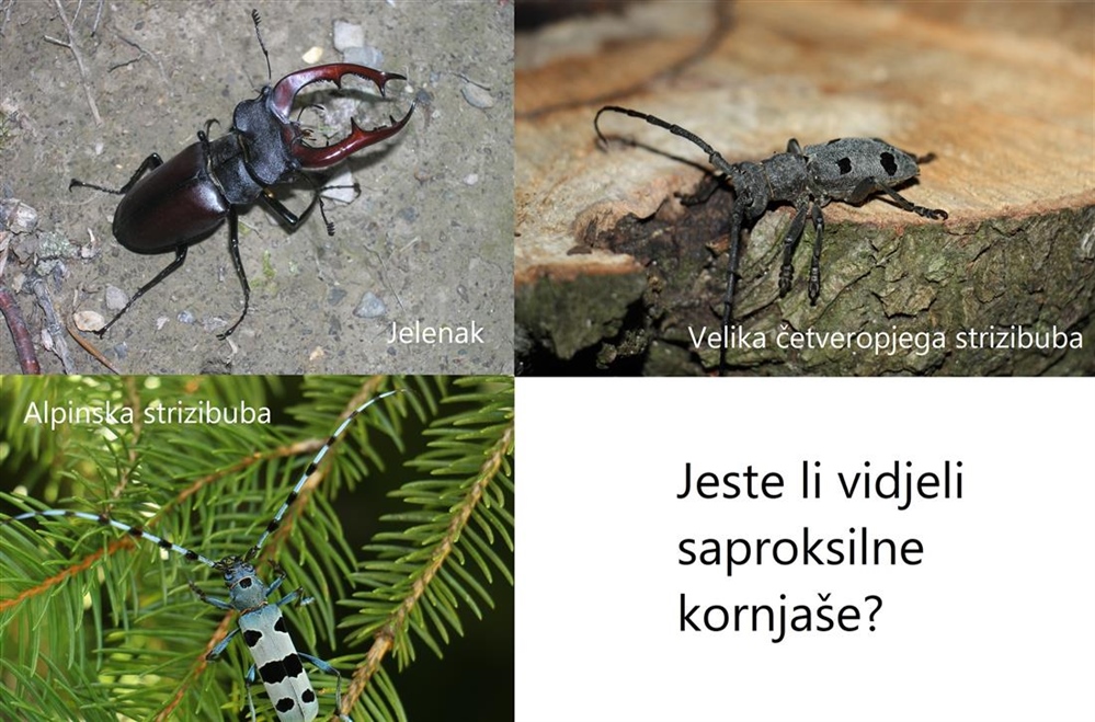 JU Zagorje zeleno provodi akciju "Jeste li vidjeli saproksilne kornjaše?"