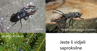 JU Zagorje zeleno provodi akciju "Jeste li vidjeli saproksilne kornjaše?"