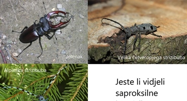 JU Zagorje zeleno provodi akciju "Jeste li vidjeli saproksilne kornjaše?"