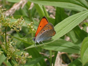 Aplikacija iNaturalist – istraži i podijeli svoja opažanja iz svijeta prirode