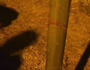 Strašan događaj s Čiova: Netko postavio nevidljivu zamku - ribarsku nit, motoristkinju zarezala po licu