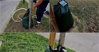 Ludbreg: Na području grada postavljene vreće za zalijevanje mladih stabala