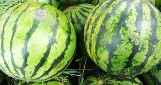 ŽALOSNO, ALI ISTINITO! Nema kupaca, pa OPG dijeli 100 tona lubenica i dinja!