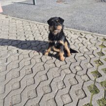 Grad Klanjec upozorava vlasnike: Brinite o svojim psima i mačkama, ne napuštajte ih!