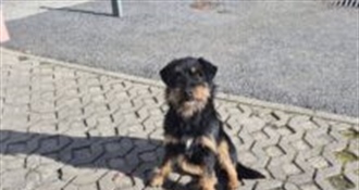 Grad Klanjec upozorava vlasnike: Brinite o svojim psima i mačkama, ne napuštajte ih!