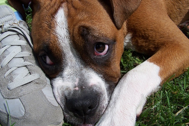 Međunarodni je dan pasa: Čestitajte svojim ljubimcima!