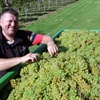 Izazovna sezona u vinogradima: "Kvaliteta će biti vrhunska, ali štete su velike"