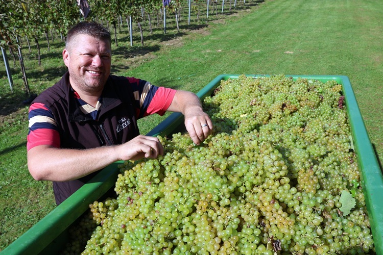 Izazovna sezona u vinogradima: "Kvaliteta će biti vrhunska, ali štete su velike"