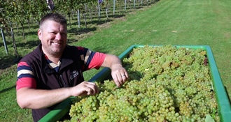 Izazovna sezona u vinogradima: "Kvaliteta će biti vrhunska, ali štete su velike"