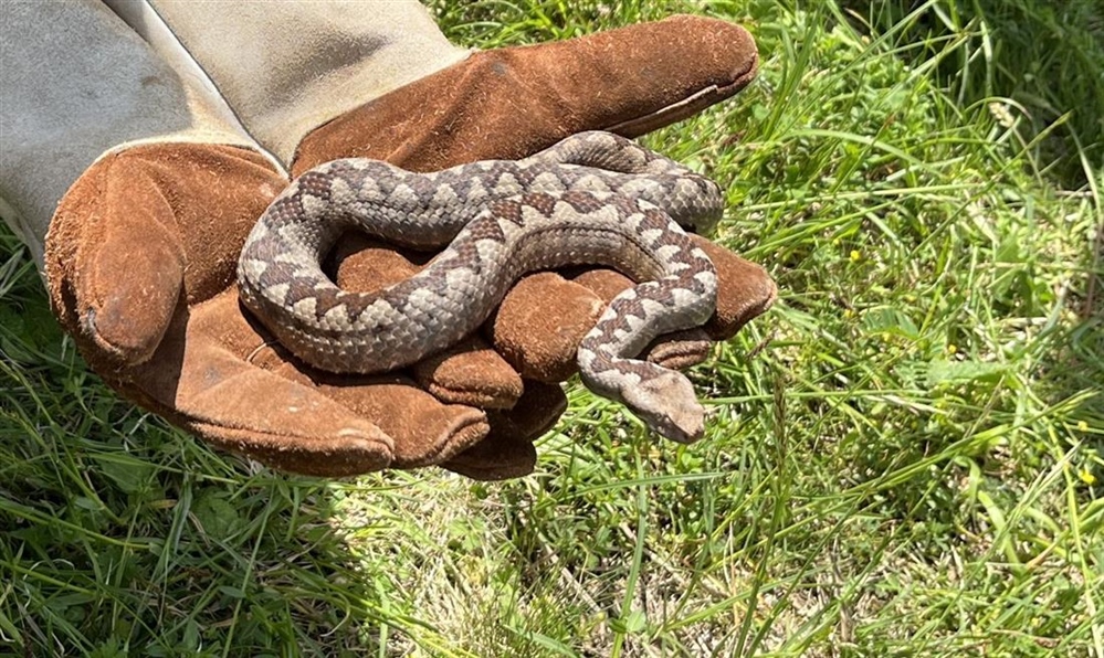 Djevojčicu na Hvaru ugrizao poskok – gubila je svijest, hitno je operirana