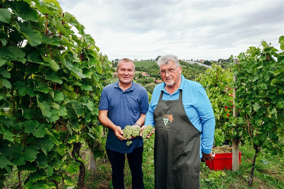 Održana tradicionalna sedma Županijska berba grožđa u vinogradu obitelji Najman
