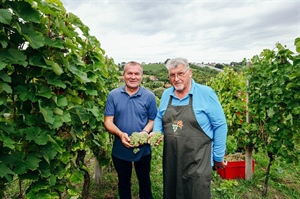 Održana tradicionalna sedma Županijska berba grožđa u vinogradu obitelji Najman