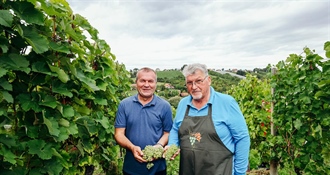 Održana tradicionalna sedma Županijska berba grožđa u vinogradu obitelji Najman