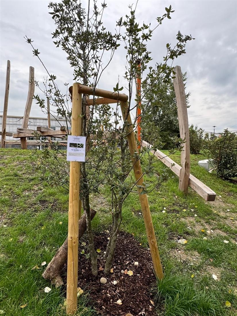 Varaždin dobio svoje stablo u "Vrtu prijateljstva" u Ravensburgu