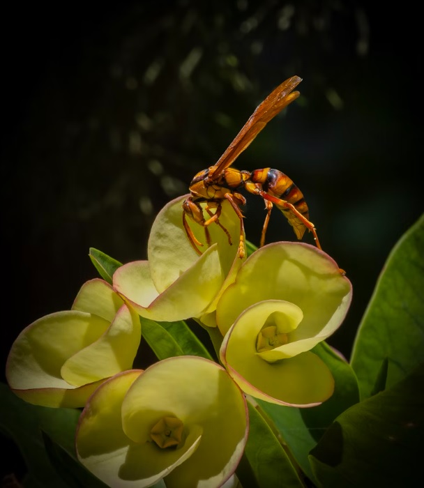 Opasan insekt opet u Hrvatskoj nakon 60 godina - evo gdje je viđen i što učiniti ako vas ubode