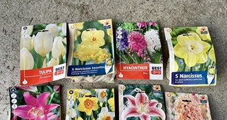 JU Zagorje zeleno: Sadnjom lukovica u jesen pomažemo oprašivačima na proljeće