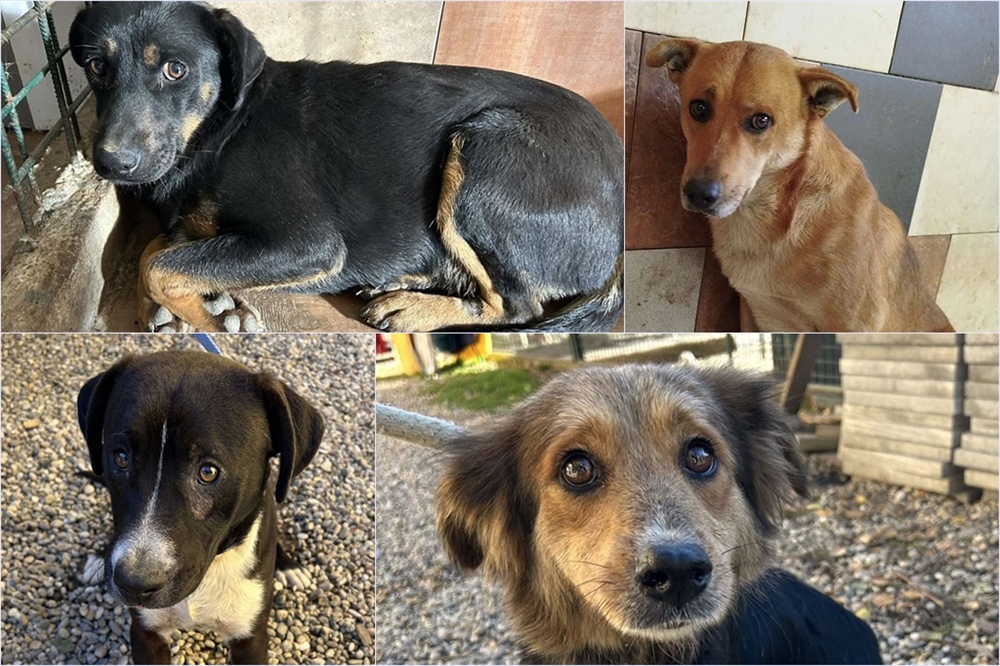 Iz romskog naselja u Međimurju u jednom danu izvučeno 37 pasa: Polomljeni i bolesni psi, a prekršiteljima se ne može naplatiti kazna