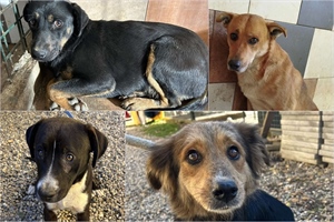 Iz romskog naselja u Međimurju u jednom danu izvučeno 37 pasa: Polomljeni i bolesni psi, a prekršiteljima se ne može naplatiti kazna