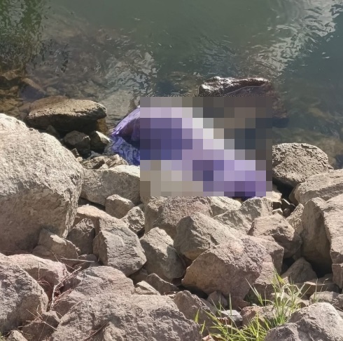 Prizor koji je šokirao mnoge: Uz Dravu kod Osijeka bačen pas u plastičnoj vrećici