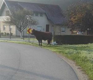 'Grdosija' od bika terorizira cijelo selo – šeće po cesti, plaši djecu i napada ljude