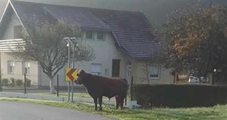'Grdosija' od bika terorizira cijelo selo – šeće po cesti, plaši djecu i napada ljude