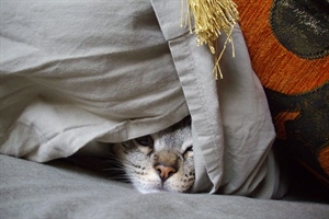 Nizozemska je odlučila: građanima više neće biti dopušteno koristiti vatromet! U Hrvatskoj pokrenuta peticija za zabranu