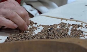 Priča o heljdi koja je hranila generacije: Dokumentarac "Hajdina" stiže pred publiku