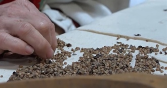 Priča o heljdi koja je hranila generacije: Dokumentarac "Hajdina" stiže pred publiku