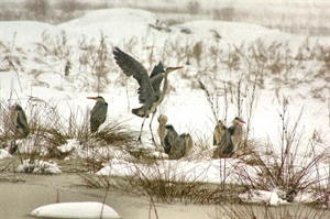 Ptice stanarice – tko ostaje s nama kada stigne hladnoća?