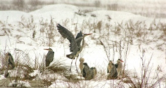 Ptice stanarice – tko ostaje s nama kada stigne hladnoća?