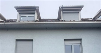 "Ljubav nije plava": U središtu Krapine postavljene četiri ruže - simboli opomene i nade