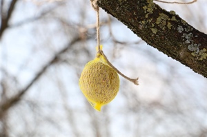 Zimsko hranjenje ptica: mala gesta koja im spašava život