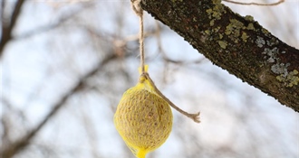 Zimsko hranjenje ptica: mala gesta koja im spašava život