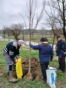 Zeleniji Ludbreg: zasađeno 20 novih stabala u sklopu projekta "Hrvatska prirodno tvoja"
