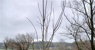 Zeleniji Ludbreg: zasađeno 20 novih stabala u sklopu projekta "Hrvatska prirodno tvoja"