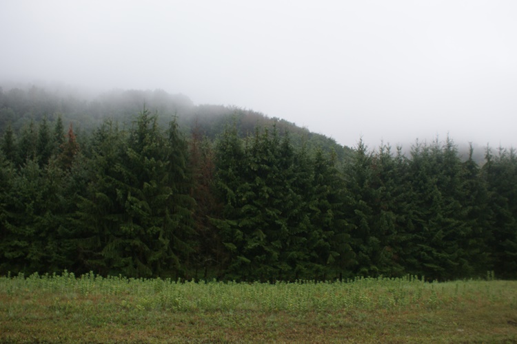 Ponedjeljak nam donosi maglu i slabu kišu