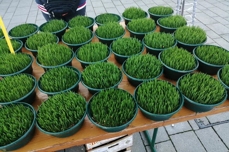 Danas je blagdan svete Lucije kada sijemo božićnu pšenicu – evo kako će vam najbolje uspjeti